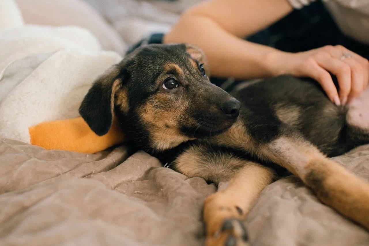 Алиса - фото 1