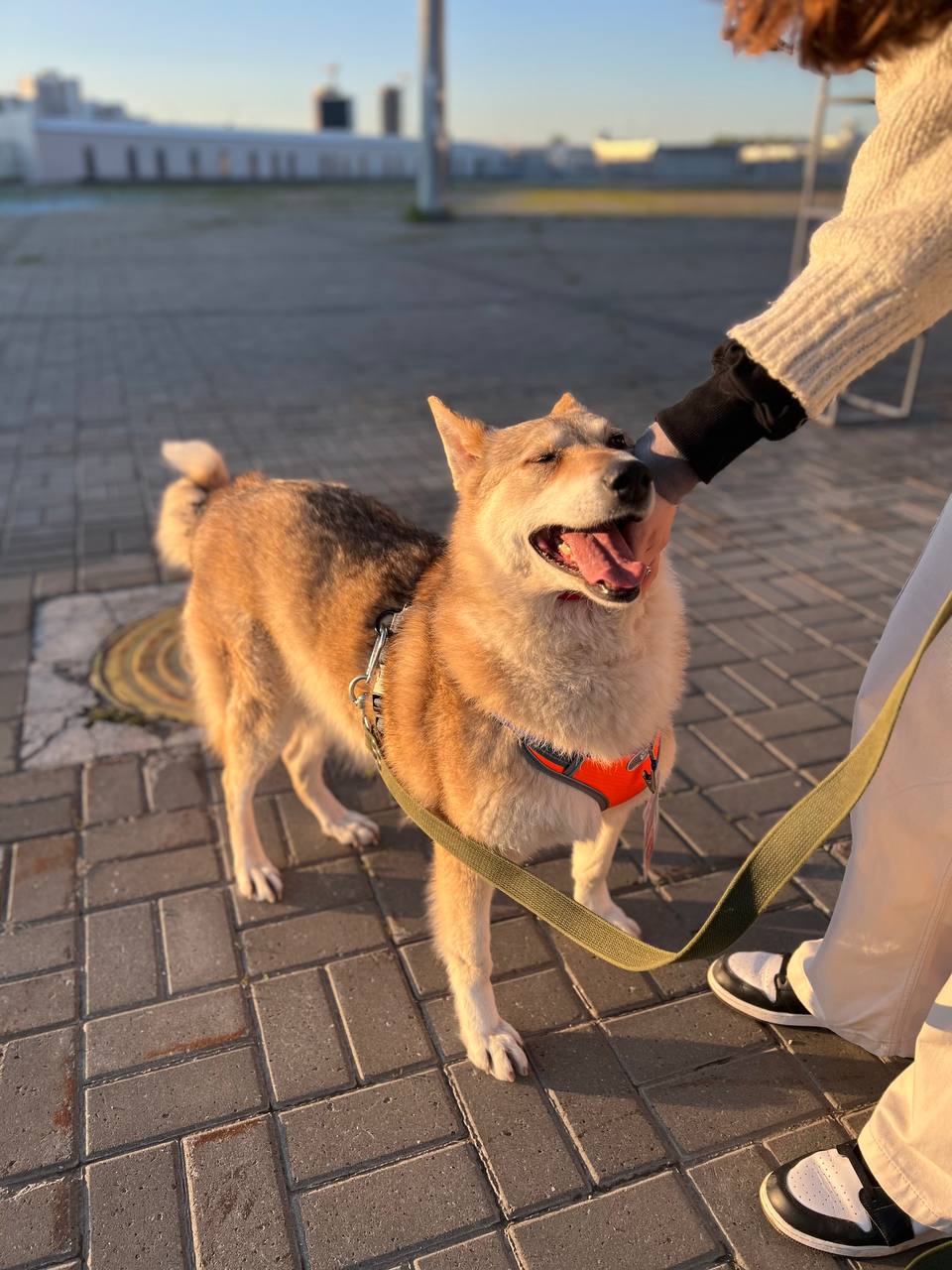 Багира - фото 1