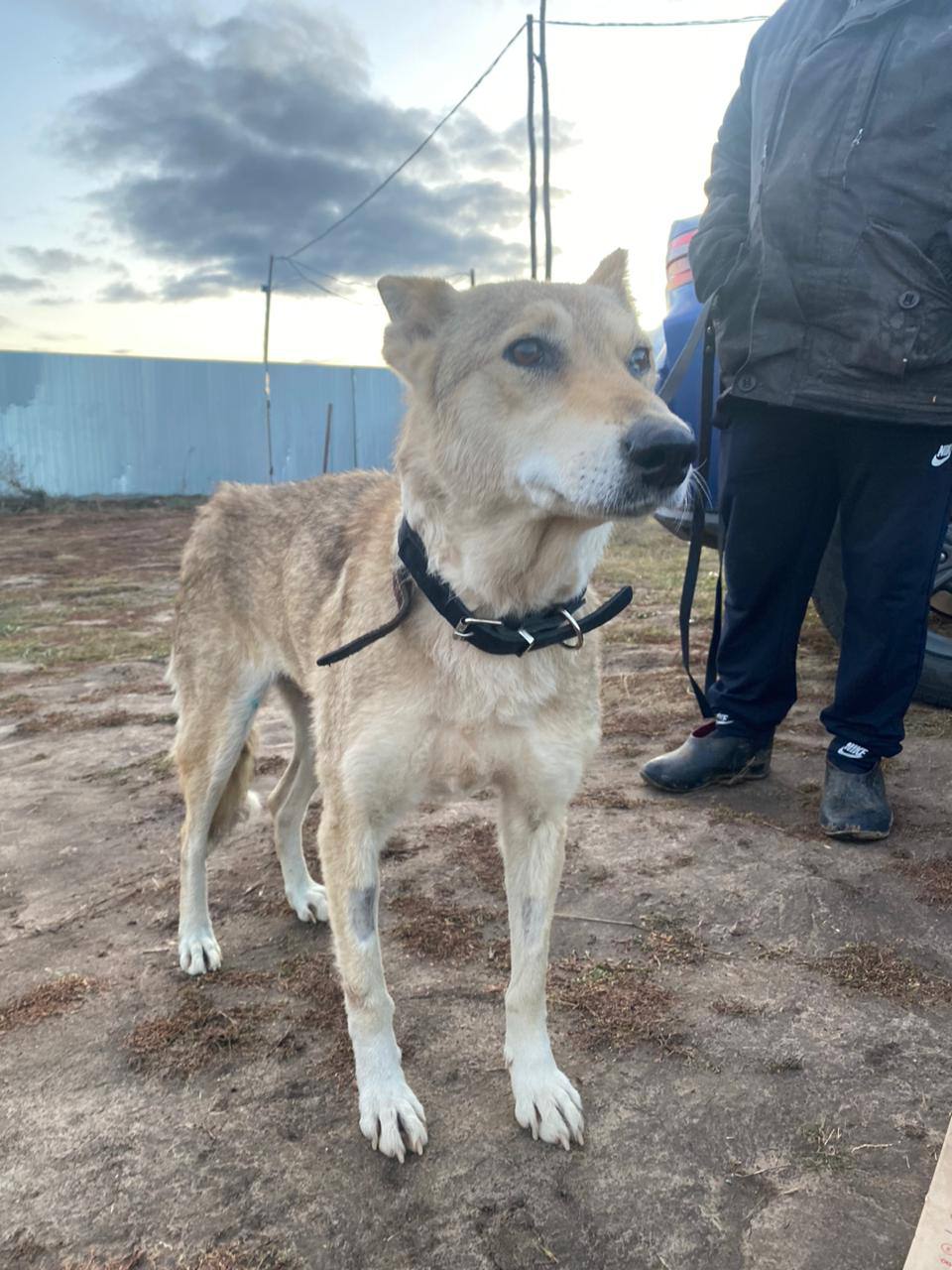 Багира - фото 1