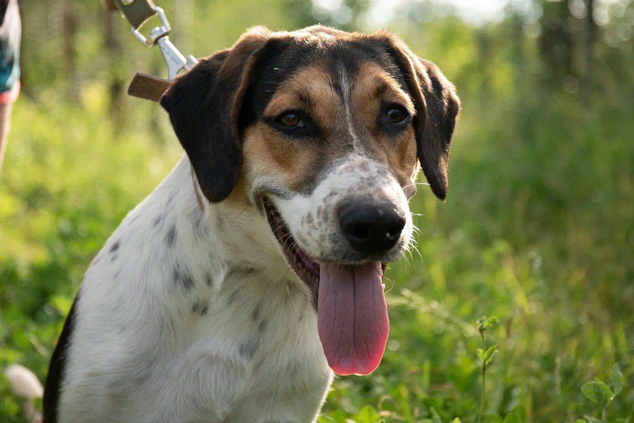 Бакс - фото 1