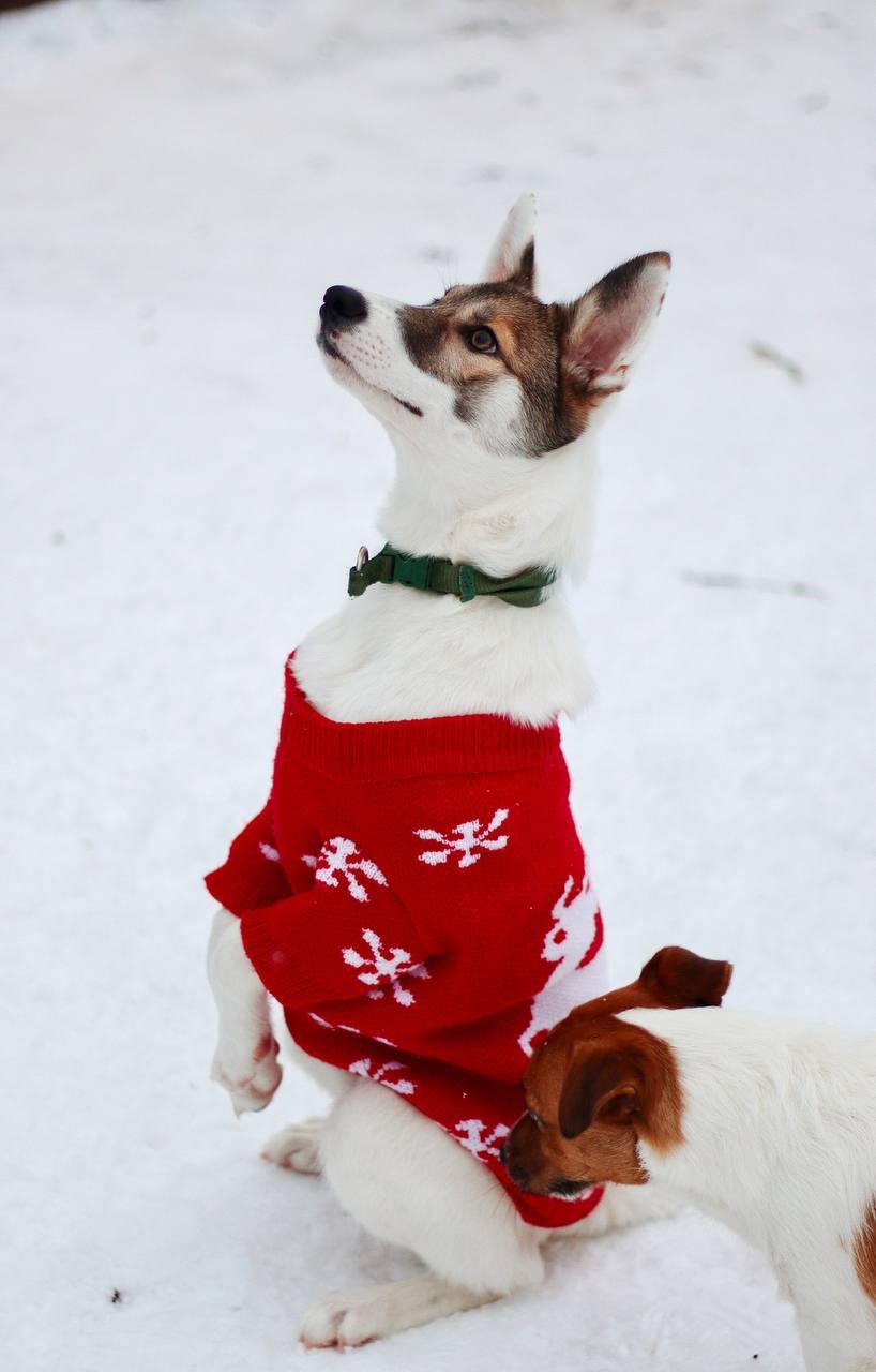 Бэлла - фото 1