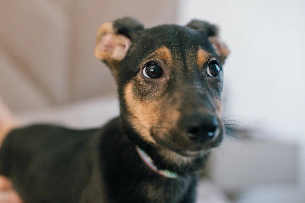 Деми - фото 1