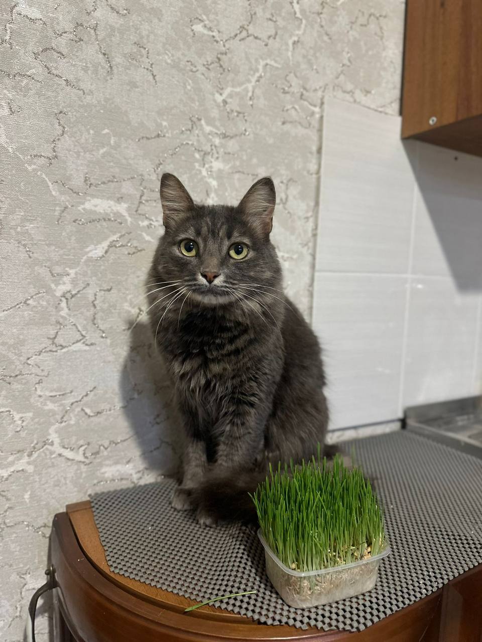 Дымок - фото 1