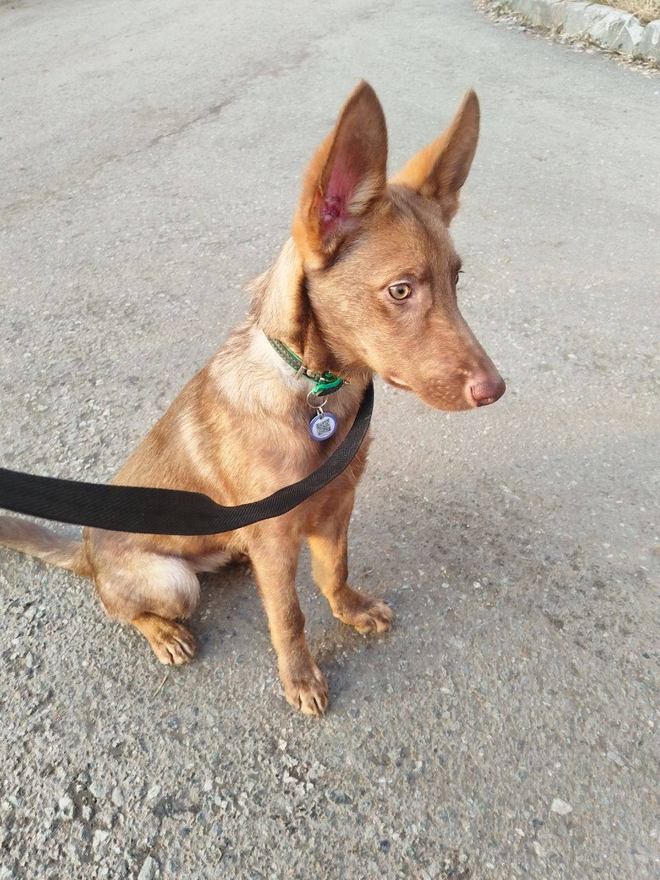 Феликс - фото 1