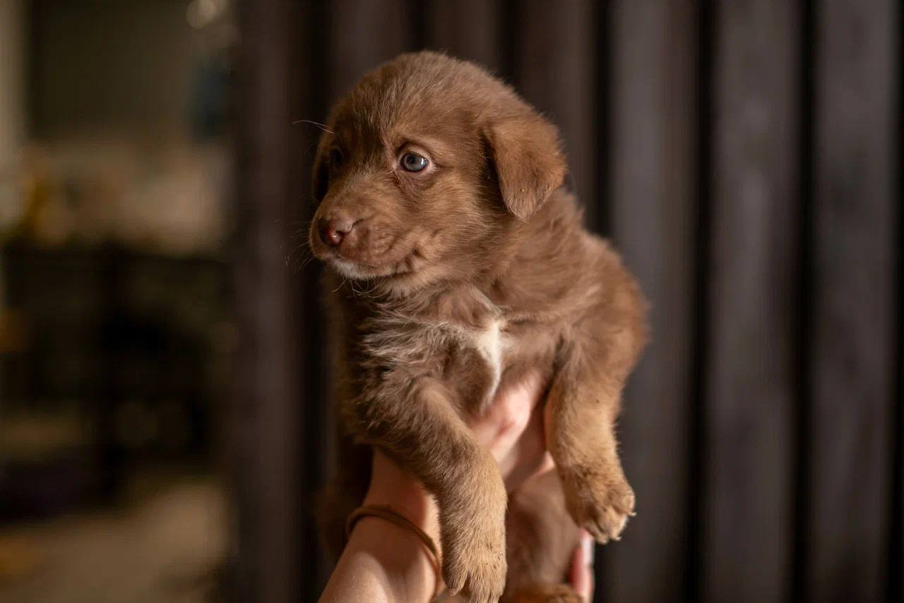 Ирис - фото 1