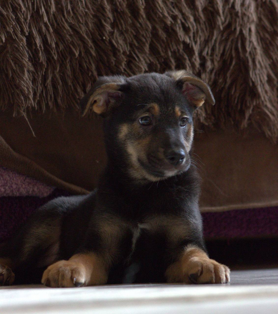 Лика - фото 1