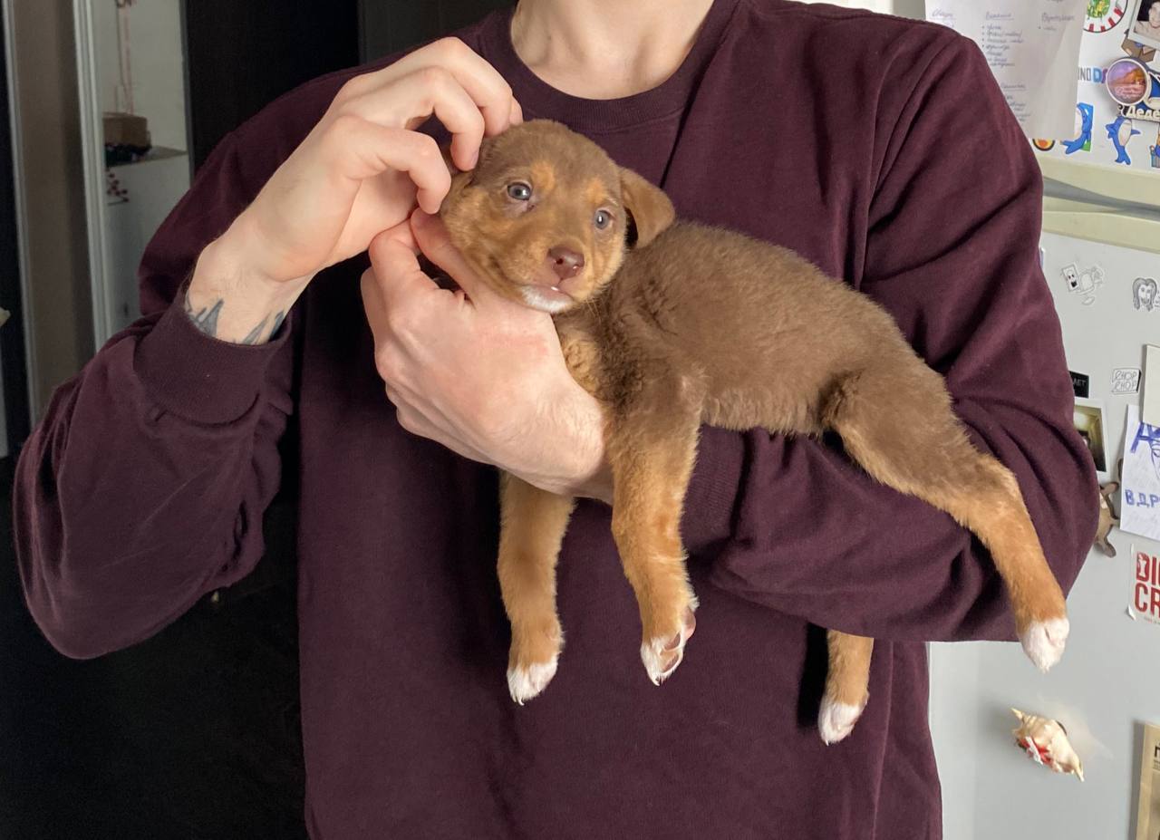 Пупа - фото 1