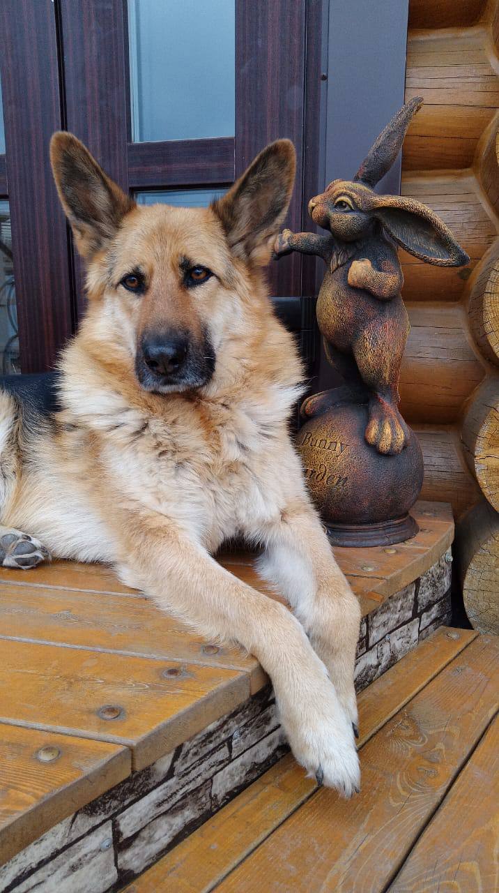 Рекс - фото 1