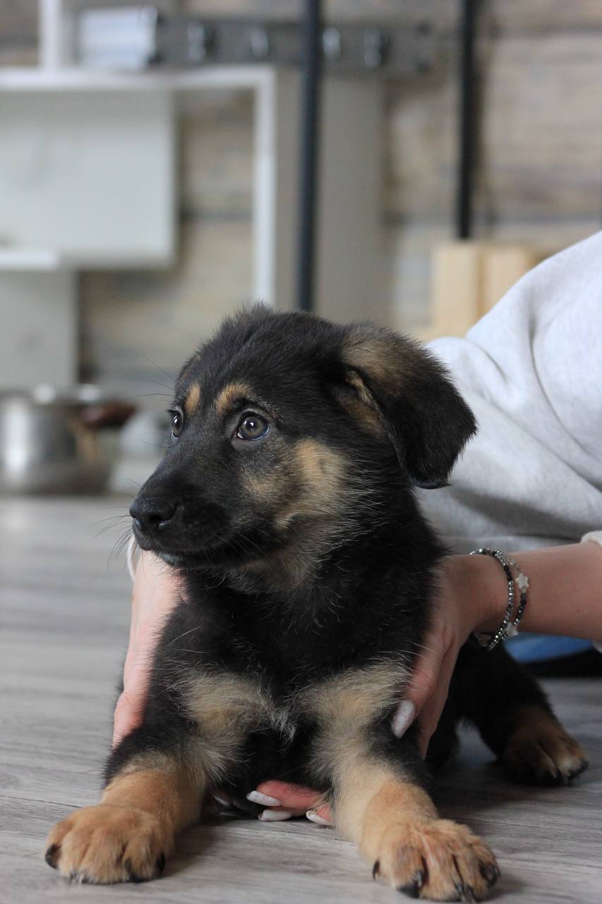 Сникерс - фото 1